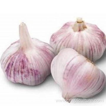 Export 6cm Fresh Red Garlic Price